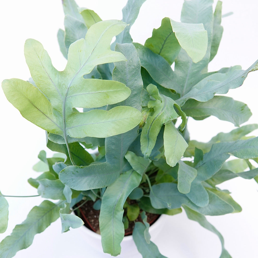 Blauwvaren 'Blue Star' - Kamerplanten voor binnen - Willemse