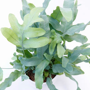 Blauwvaren 'Blue Star' - Kamerplanten voor binnen - Willemse