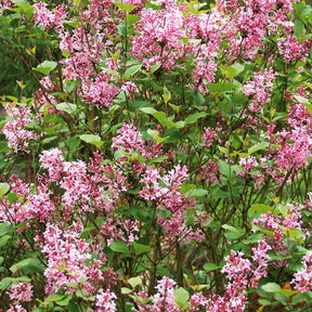 Sering - Dwergsering 'Pink Parfume' - Syringa bloomerang ® Pink Perfume