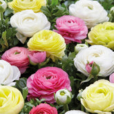 Ranonkel Mix 'Pastel' (x30) - Ranunculus - Ranonkels