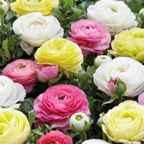 Ranonkel Mix 'Pastel' (x30) - Ranunculus - Ranonkels
