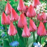 Tulp 'Van Eijk' (x10) - Tulipa Van Eijk - Willemse