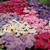 Aster Mix (x4) - Aster dumosus