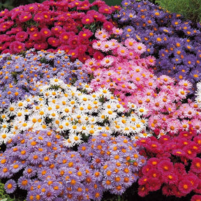 Aster Mix (x4) - Aster dumosus