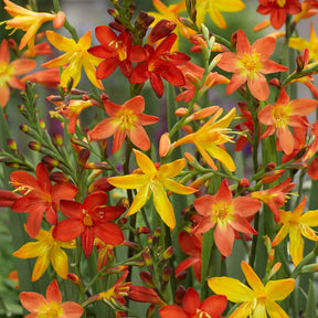 Crocosmia - Montbretia - Crocosmia Mix (x30) - Crocosmia