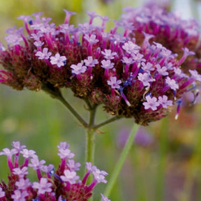 Verkoop Buenos Aires IJzerhard - Verbena bonariensis