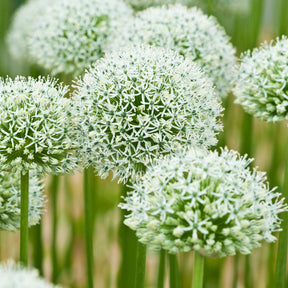 Sierui 'Mount Everest' (x2) - Allium stipitatum mount everest - Alliums