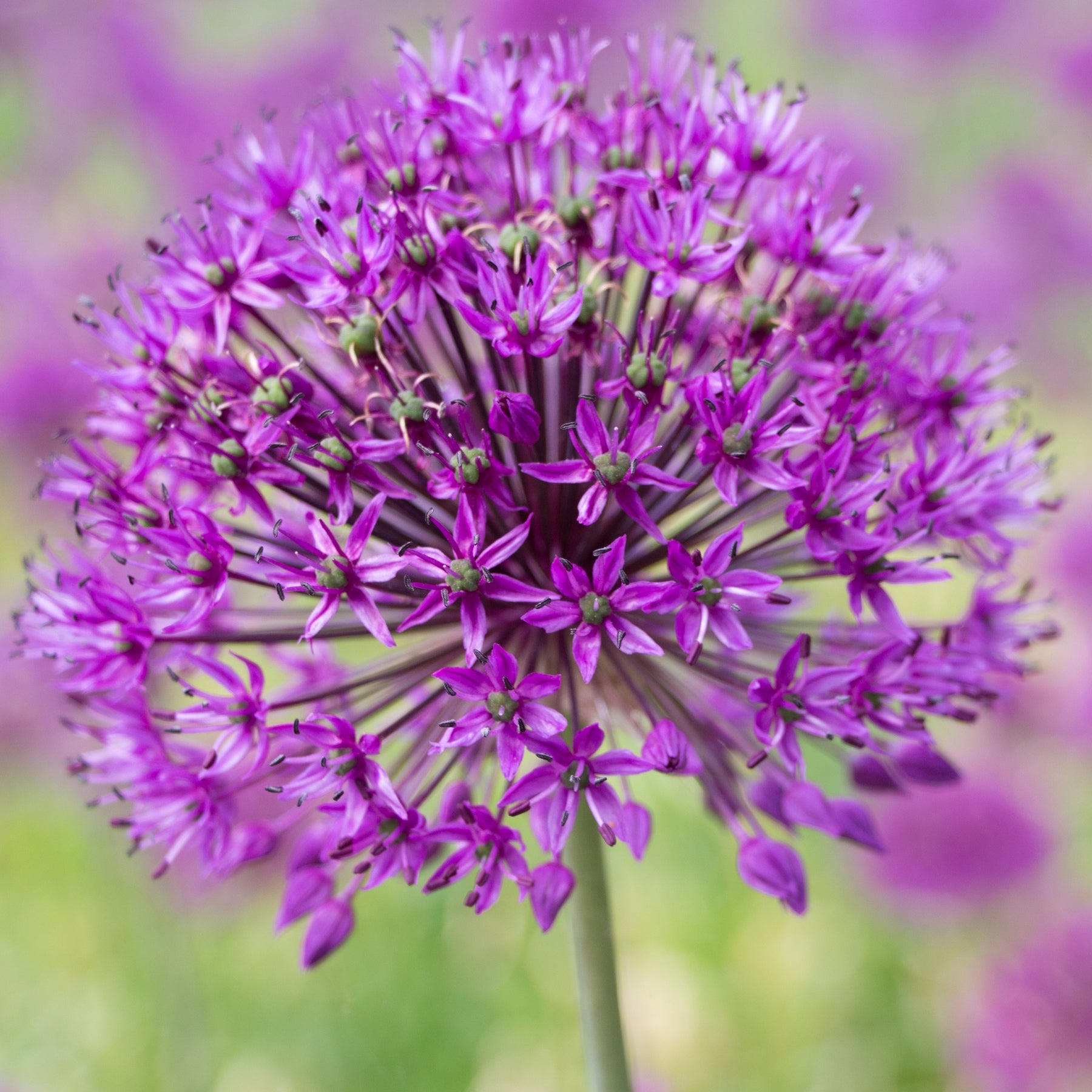 Sierui 'Purple Sensation' (x10) - Allium aflatunense purple sensation