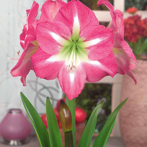 Amaryllis 'Exposure' - Amaryllis exposure - Voorjaarsbloeiers