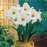 Amaryllis 'White Christmas' - Amaryllis white christmas - Amaryllis