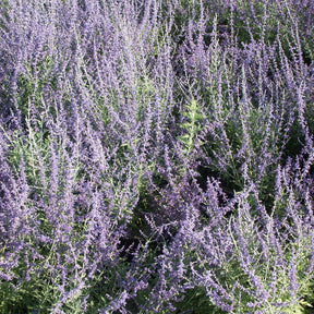 Verkoop Russische salie 'Blue Spire' - Perovskia atriplicifolia blue spire