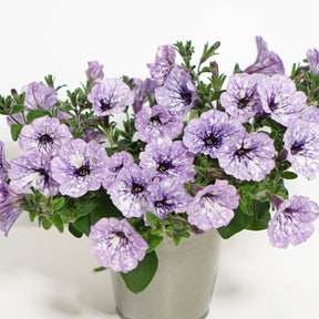Petunia 'Lavender Sky' (x3) - Willemse
