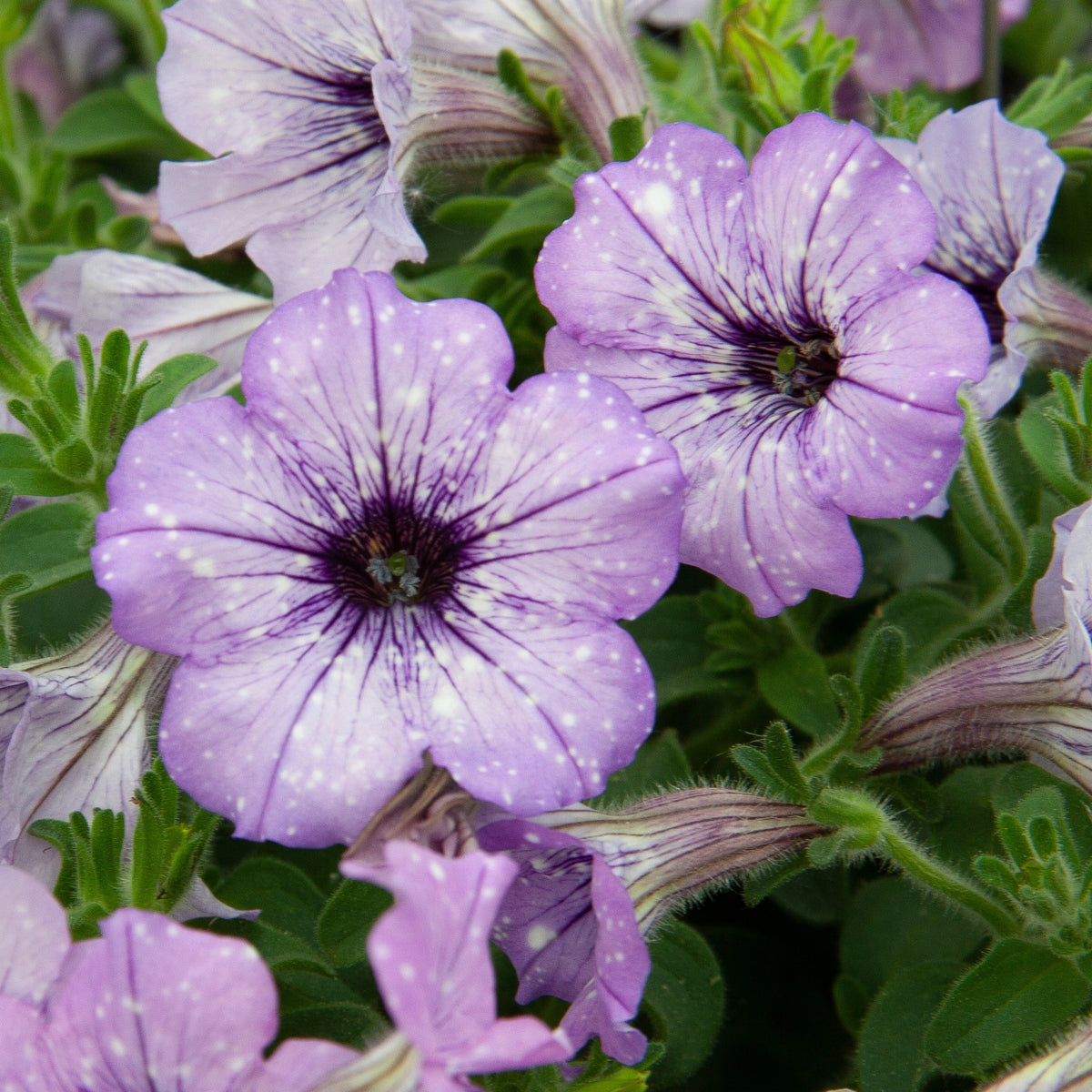 Petunia lavender sky - Petunia 'Lavender Sky' (x3) - Petunia en Calibrachoa