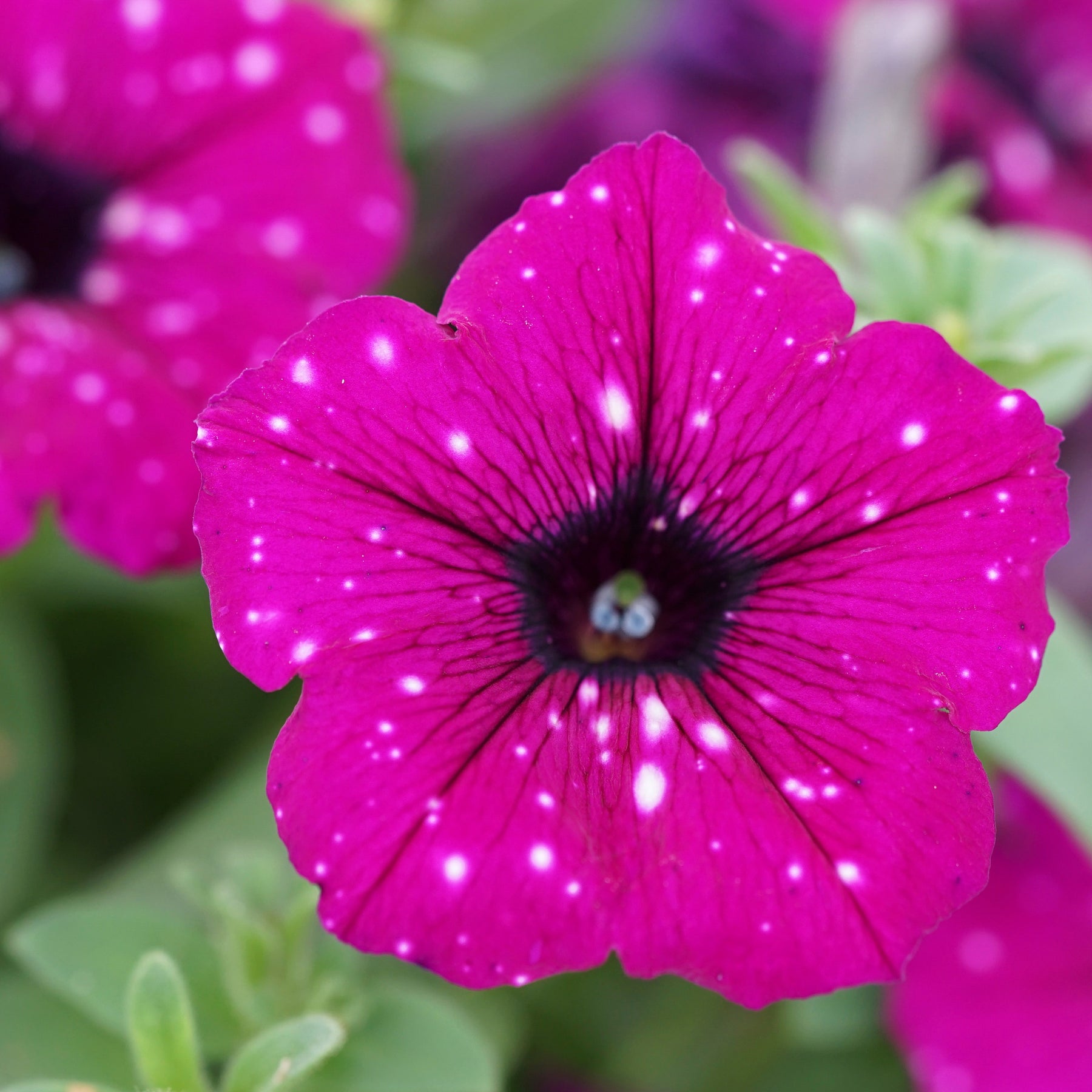 Petunia royal sky - Petunia 'Royal Sky' (x3) - Petunia en Calibrachoa