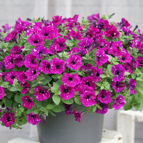 Petunia 'Royal Sky' (x3) - Petunia royal sky