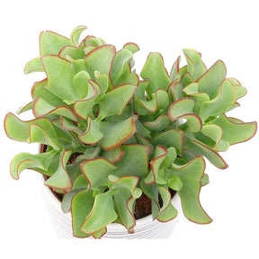 Crassula arborescens Curly Green - Jadeplant - Cactussen en vetplanten