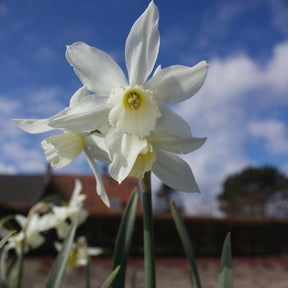 Narcis 'Thalia' (x5) - Narcissus 'thalia' - Narcissen