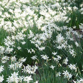 Narcis 'Thalia' (x5) - Narcissus 'thalia'