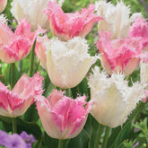 Gefranjerde tulp Mix 'Huis ten Bosch' + 'Noordeinde' (x20) - Tulipa (huis ten bosch, noordeinde) - Willemse