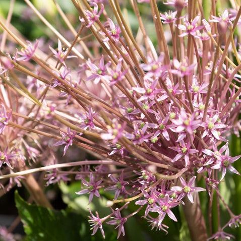 Allium - Sierui Allium schubertii (x5) - Allium schubertii