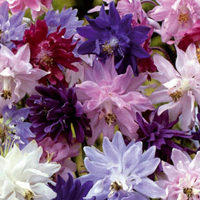 Akelei - 3 Granny's Bonnets Akelei - Aquilegia vulgaris Granny's Bonnets